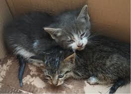 Μία καλή λύση είναι μία λάμπα. Storgi Animal Welfare Skydra Greece Storgh Filozwiko Swmateio Skydras Filo3enia Gia Dyo Mikra Gatakia Molis Prin Mas Enhmerwsan Gia Dyo Mikra Gatakia Poy Bre8hkan Pagideymena To Prwi E3w Apo To Astynomiko Tmhma