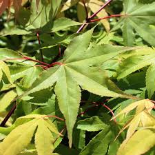 Check spelling or type a new query. Japanischer Facherahorn Osakazuki Acer Palmatum Osakazuki Gartencenter Zulauf Pflanzen Kaufen