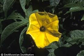 Image result for Merremia tuberosa