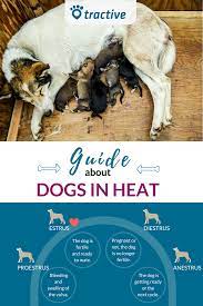 Dog In Heat Here S Everything You Need To Know Dog In Heat Female Dog In Heat Pregnant Dog