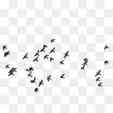 Vetor Passaros Png Google Search Png Text Photoshop Images Studio Background Images