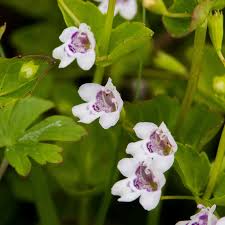 Image result for Clinopodium uhligii
