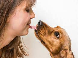 Your Dog S Lick Can Make You Sick Here S Why The Times Of India