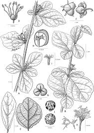 Image result for Cephalocroton mollis