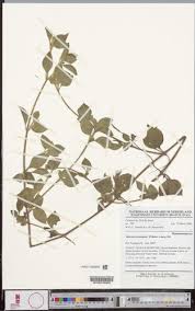 Image result for Heterotis decumbens