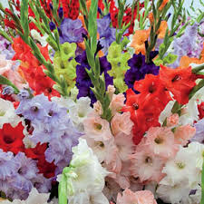 Buy 2 collections and get another collection free. Gladiolus Shop Gladiolus Bulbs For Sale K Van Bourgondien