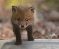 Spring baby animals | woman&home. Cute Animal Photos Baby Fox Pictures