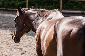 LABOKLIN (UK)| Genetic Diseases | Horses| IMM and MYH1 Myopathy ( MYHM ) *