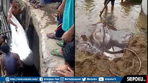 Kaki seafood ini untuk anda. Breaking News Warga Heboh Ikan Pari Raksasa Bobot 100 Kg Tertangkap Di Sungai Ogan Oku Sriwijaya Post