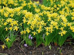 Im frühling blühende blumenzwiebeln pflanzt man im frühen herbst, am besten im september, ins beet. Wann Blumenzwiebeln Pflanzen Tipps Tricks Von Lubera