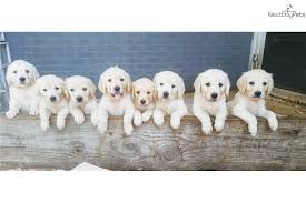 Pictures of past litters below. English Golden Retriever Puppy For Sale Near San Antonio Texas F5c0dffe 1061