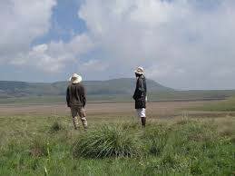 Image result for Psammotropha myriantha