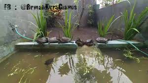 Kura Brazil Sedang Berjemur Rumah Kura Kura Ciamis Youtube