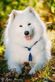 Happy Samoyed Dog Fotografie