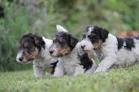 Image result for foxterier drsnosrstý