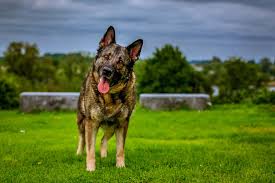 German Shepherd Dog Free Stock Photos Download 1 307 Free Stock Photos For Commercial Use Format Hd High Resolution Jpg Images Hd free dog wallpapers hd great images. german shepherd dog free stock photos