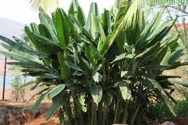 Image result for Musa ornata