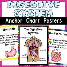 Digestive System Human Body Anchor Chart Classroom Decor Posters