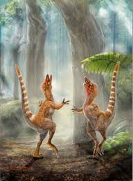 Image result for Dinophora