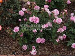 The sweet english rose perfume greets you as soon as you enter the property…roses, sweet peas, mint on entering the david austin rose garden, i said to g isn't the fragrance from the roses just. 19525 Cgd Cotillion I E Perfume Perfection Rose Bush At Hollywood Ca Usa Jpg Richard Shiell