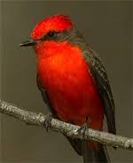 Phoenix is located in south central arizona, so cardinal sightings here are rare. Meet Your Common Birds Tucson Audubon Society