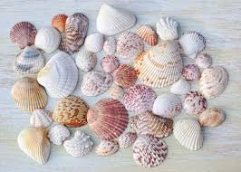 Free personalization on 5000+ ornaments. Curious Collectors Of Clam Shells Identification And Interesting Facts Hubpages