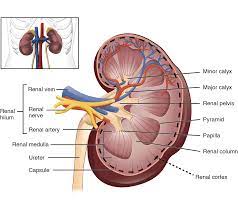 25 1 Internal And External Anatomy Of The Kidney Anatomy Physiology