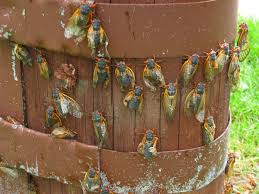 Here's what you need to know. Cicadas Bugs Cicadas In Princeton May 2004 These Insects Have Lived Underground For Cicada Insects Bugs