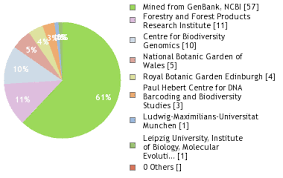 Image result for Viscum shirense