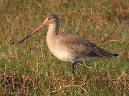 Small Bird With Long Legs And Long Beak A Little Brown Bird With A Long Sharp Beak Brown Bird Birds Migratory Birds
