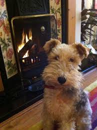 Oscar Our Fox Terrier Warming Up And Chilling Out Wire Fox Terrier Fox Terrier Wirehaired Fox Terrier