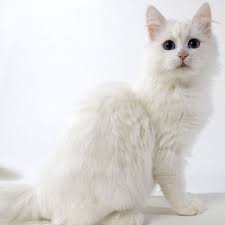 Kucing diatas berwarna putih dengan bulu putih yang halus. Kumpulan Gambar Kucing Anggora Cantik Dan Lucu Terbaru 2018