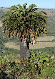 Image result for Encephalartos aplanatus