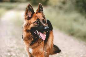 Are German Shepherds Scary What You Need To Know