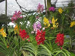 Philippine Orchid Farm Beautiful Orchids Orchids Flowers
