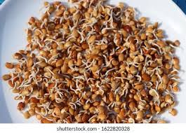 Image result for Macrotyloma uniflorum