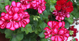 Image result for foto muškáty