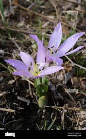 Image result for Colchicaceae