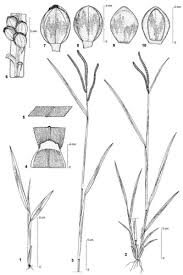 Image result for Paspalum scrobiculatum