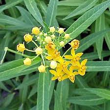 Image result for Asclepias curassavica