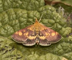 Image result for Pyrausta aurata
