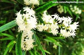 Image result for Asparagus falcatus