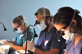 Dentists near me handpicked best dentist in your area. How To Become A Board Certified Veterinary Dentist