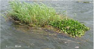 Image result for Vossia cuspidata