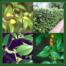 Image result for Cassinopsis ilicifolia