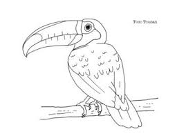 Toco Toucan Coloring Page In 2020 Coloring Pages Toco Toucan Love Drawings