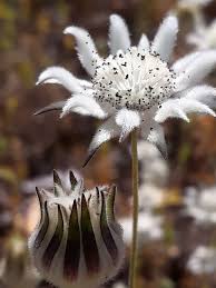 Waratahs flannel flowers horticulture troubleshooting newsletters contact us troubleshooting. Plantfiles Pictures Actinotus Species Flannel Flower Actinotus Leucocephalus By Kell Flannel Flower Flowers Plant Leaves
