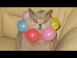 Funny Cats And Balloons Videos Gatos Vs Balao Funny Cat Faces Funny Cats In Water Cat Quotes Funny