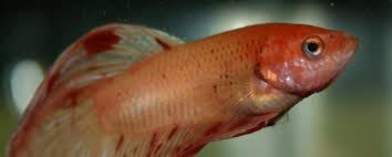 Disease Sickness Amp Parasite Guide To Betta Fish My Fish Is Sick
