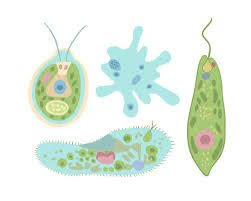 Image result for Protozoa